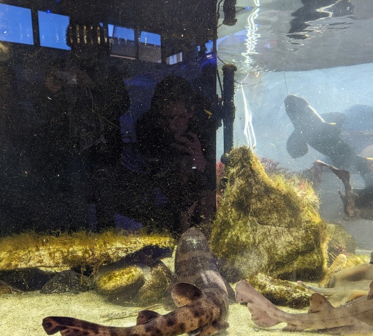 Cabrillo High School Aquarium (Lompoc,&nbspCA)